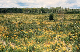 Photograph of a control area at the Little River Lake site, Kings County, Nova Scotia