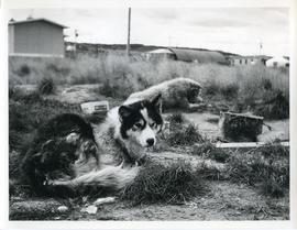 Photograph of huskies chained outside