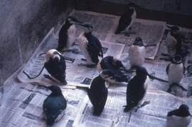 Photograph of oiled juvenile guillemots after treatment along the Brittany coast after the Amoco ...