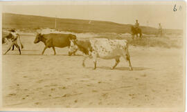 Photograph of two unidentified people leading cows on Sable Island