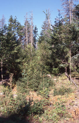 Photograph of an area cleared of spruce budworm damaged trees, Point Pleasant Park, Halifax, Nova...
