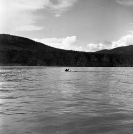 Photograph of a moose swimming in the Yukon River