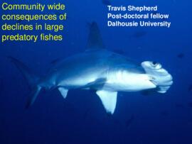 Community wide consequences of declines in large predatory fishes : [PowerPoint presentation]
