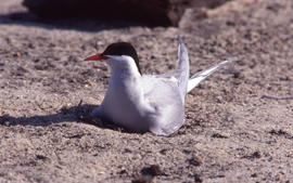 Photograph of a nesting Arctic tern at Alexandra Fiord, Ellesmere Island
