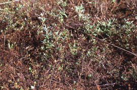 Photograph of close-up detail of oiled shrub regrowth at the Pingo control site, near Tuktoyaktuk...