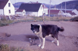Photograph of a black and white dog in Nain, Newfoundland and Labrador