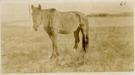 Photograph of the wild horse "Ottawa" on Sable Island