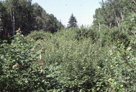 Photograph of regrowth in a wide strip of Plot 4 after glyphosate spraying, Riverside site, centr...