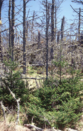 Photograph of damaged trees and regrowth along the Gaff Point trail, near Kingsburg, Nova Scotia