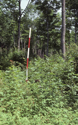 Photograph of forest biomass measurements at an unidentified four- or five-year-old thin hardwood...