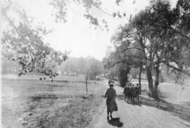 Photograph of people walking on Studley Campus, Dalhousie University
