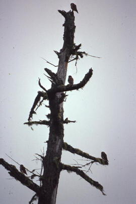 Photograph of young American kestrels perched in an area of clear cut shag, Shelburne County, Nov...