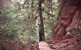 Photograph of an unidentified person standing on a wooden walking trail near a large tree in the ...