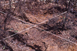 Photograph of minimal regrowth at the burnt forest spill site after one year, near Tuktoyaktuk, N...