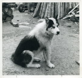 Photograph of a dog with porcupine quills in its nose in Davis Inlet, Newfoundland and Labrador