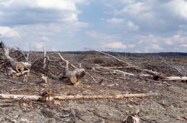Photograph of felled trees in a clearcut area, Irving Black Brook District, northwestern New Brun...