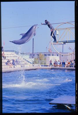 Photo negative of dolphin jumping at aquarium in Batumi, Georgia