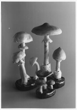 Photograph of ceramic mushrooms on display at the McCulloch Museum