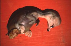 Photograph of a Double-crested cormorant embryo from an addled egg at Lake WInnipegosis, western ...