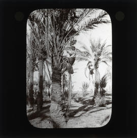 Photograph of a person climbing a palm tree