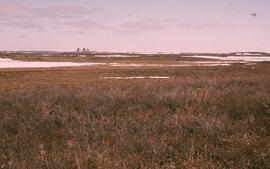 Photograph of regrowth at an unidentified spill site near Tuktoyaktuk, Northwest Territories
