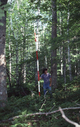 Photograph of an unidentified researcher measuring forest biomass at Plot 3 Control, Riverside si...