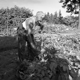 Photograph of Ernest Arthur Farrant working in his garden