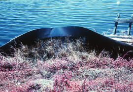 Photograph of emergent plant growth in a lake oiled site near Tuktoyaktuk, Northwest Territories