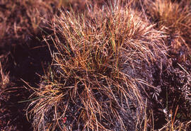 Photograph of Tussock cottonsedge (Eriophorum vaginatum) in hummock habitat, near Tuktoyaktuk, No...