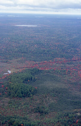 Aerial photograph of autumnal Acadian forest in the Tobeatic Wilderness Area, southwestern Nova S...
