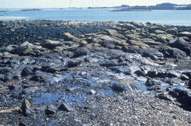 Photograph of oil-covered rocks along the Brittany coast after the Amoco Cadiz spill