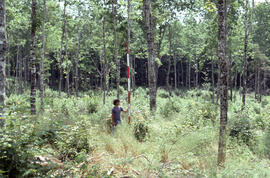 Photograph of an unidentified researcher conducting forest biomass measurements in a two-year-old...