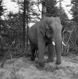 Photograph of Balakrishnan the elephant