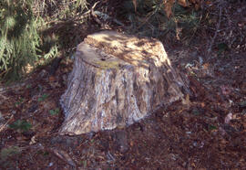 Photograph of a debarked stump in Point Pleasant Park, Halifax, Nova Scotia