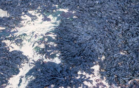 Photograph of oil-covered kelp on the Brittany coast after the Amoco Cadiz spill