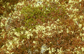 Photograph of vegetation on the tundra in Fort Chimo, Quebec