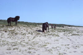 Photograph of nine wild horses in sparse Ammophila on Sable Island