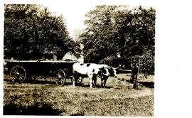 Photograph of a pair of oxen hitched to a cart full of hay near Liverpool, Nova Scotia