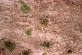 Photograph of Deschampsia grasses growing in tailings near Sudbury, Ontario