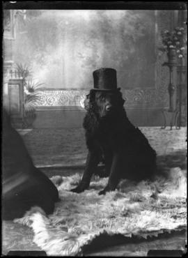 Photograph of a dog wearing a top hat