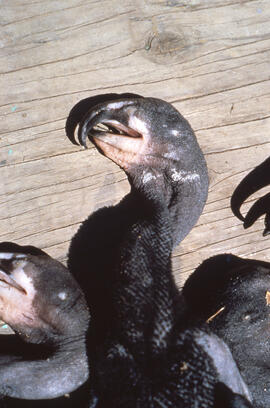 Photograph of Double-crested cormorant chicks at Lake Winnipegosis, western Manitoba