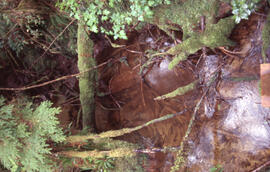Photograph of understory in the Acadian forest of the Tobeatic Wilderness Area, southwestern Nova...