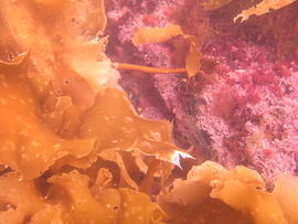 Photograph of kelp (Laminariales) underwater