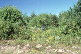 Photograph of Richard Morash standing in the Plot 2 reference area, first post spray year, Rivers...