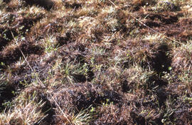 Photograph of detailed regrowth at the [Meadow] winter spill site, near Tuktoyaktuk, Northwest Te...