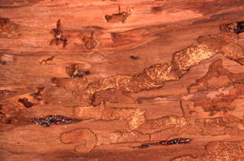 Photograph showing larval galleries of spruce budworm in Picea rubens