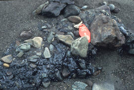 Photograph of oil covered rocks with size reference, SS Arrow oil spill, Chedabucto Bay, Nova Scotia