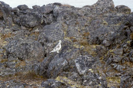 Photograph of a ptarmigan perched on rocks in the eastern Canadian Arctic