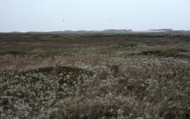 Photograph of dense Anaphalis margaritacea and other grasses on Sable Island