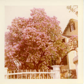 Photograph of the fences, stone wall, and flowering trees in front of the Governor Wentworth Hous...